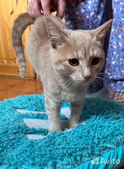 Котята 4 месяца