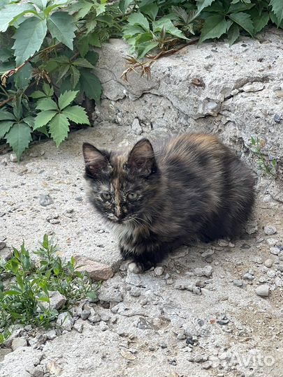 Кошка в дар бесплатно