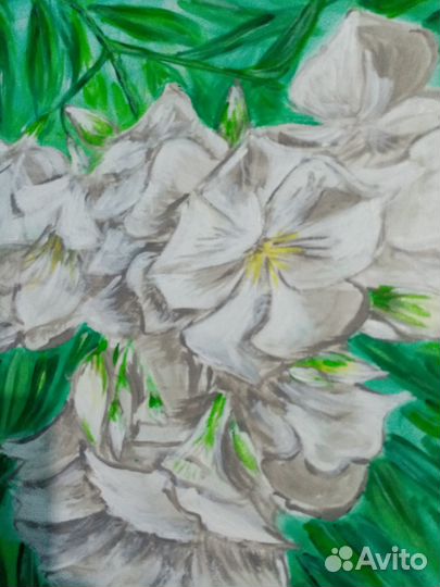 Белый олеандр