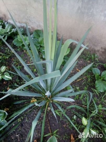 Юкка нитчатая