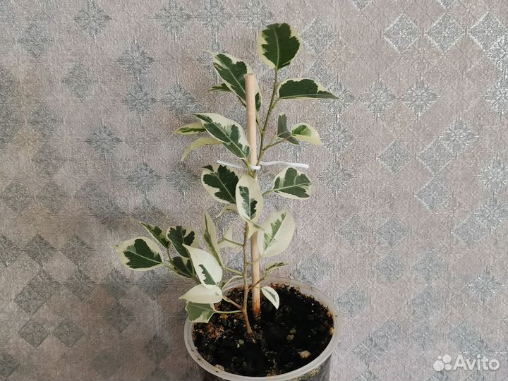 Фикус старлайт, твилайт