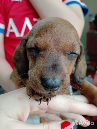 Щенок таксы