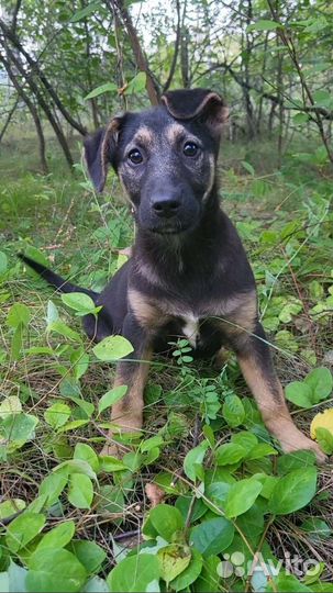 Собака в добрые руки