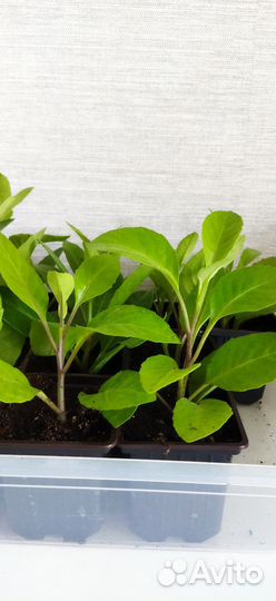 Шпинат долголетия или Джинура (листья бога)