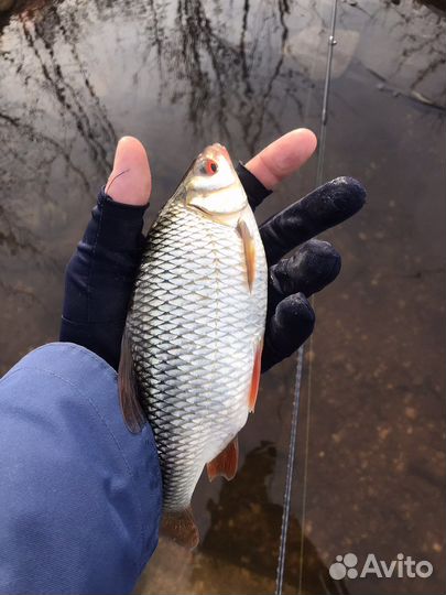 Whitebait 0.8 реплика. Приманка для мормышинга