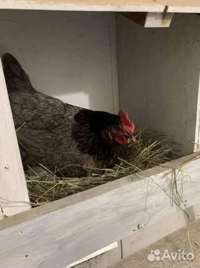 Яйцо домашнее