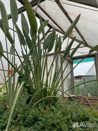 Стрелиция регина