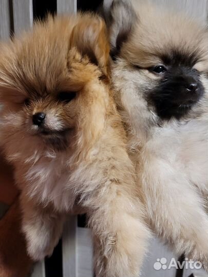 Щенки шпица