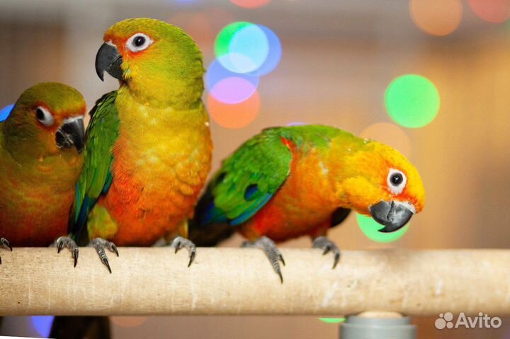 Аратинга попугай