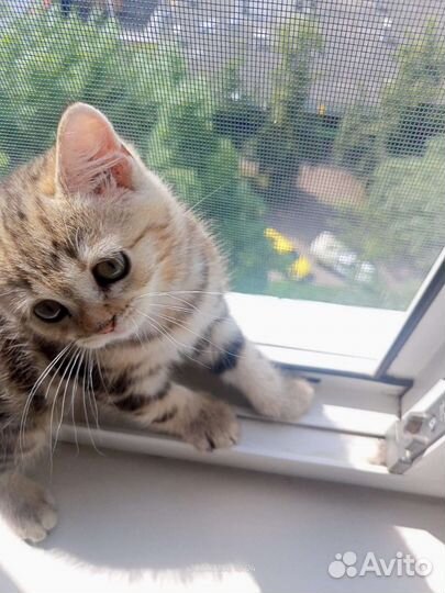 Британская