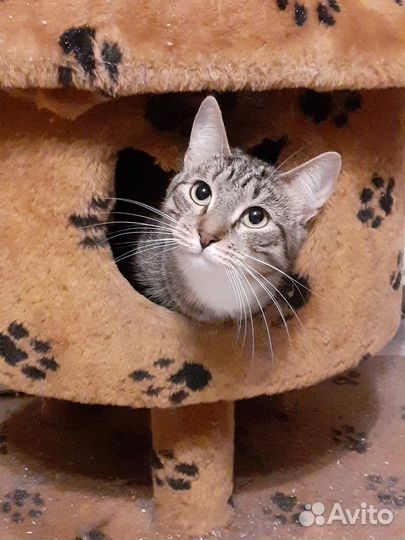 Айк - ласковый котик-шпротик