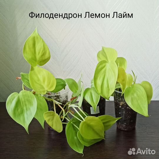 Эпипремнум, сциндапсус, филодендрон, традесканция