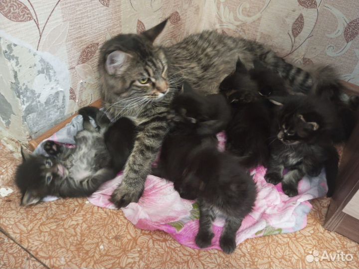 Котята мейн-кун