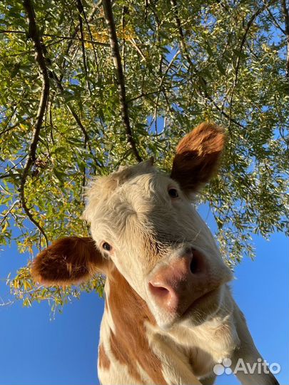 Бычки и телята