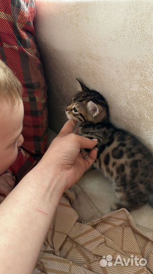 Бенгальский котенок девочка