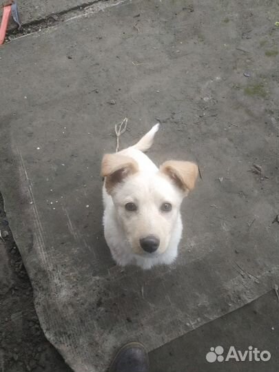 Молодой пёсик в добрые руки