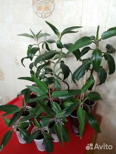 Каланхоэ лечебный