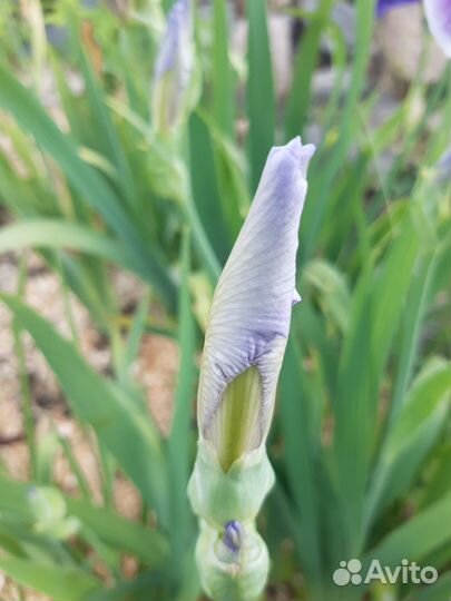 Ирисы сортовые,ежевика сортовая