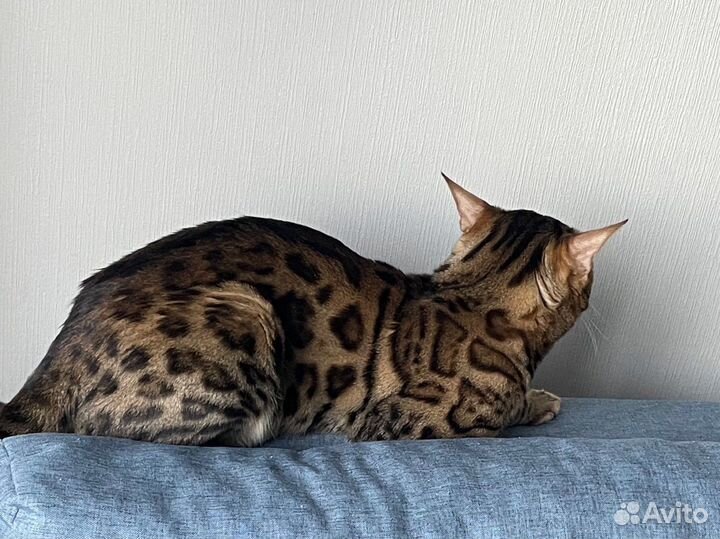 Бенгальский кот вязка