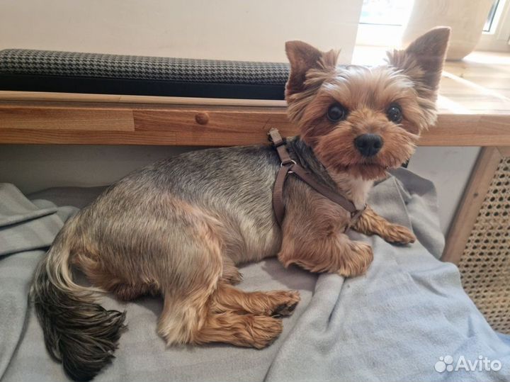 Йоркширский терьер вязка мальчик