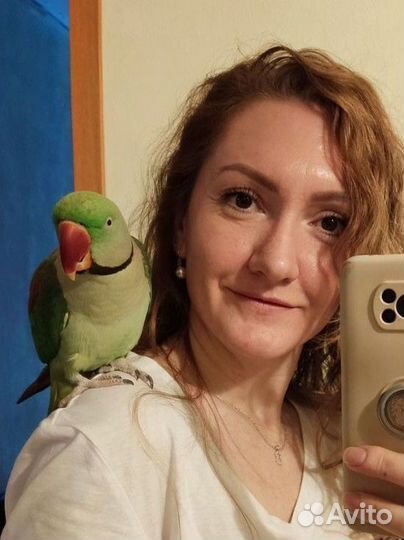 Зоопсихолог. Попугаи