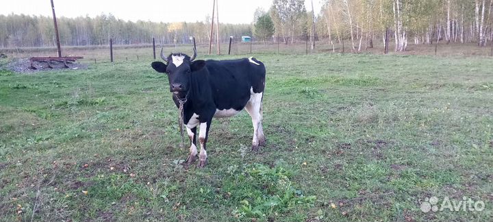 Телка 2 года, 2 быка 1.5 года