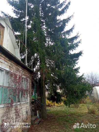 Ель на спил