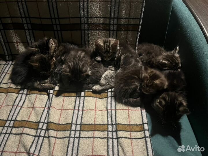 Котята мейн-кун