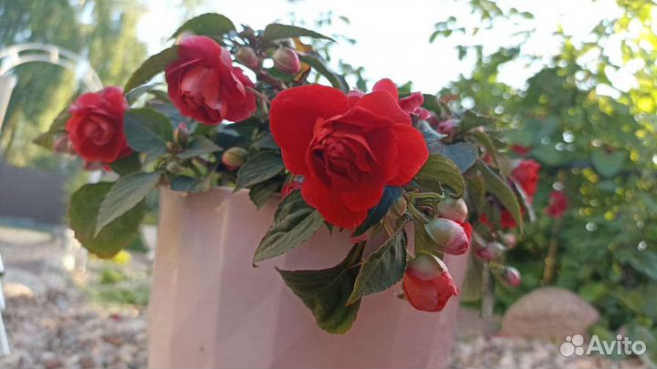 Бальзамин (Ванька мокрый)