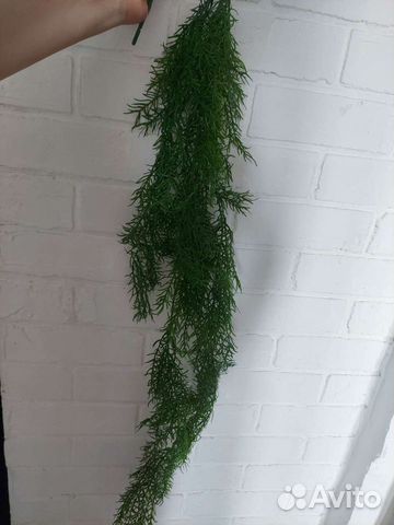 Аспарагус искусственный