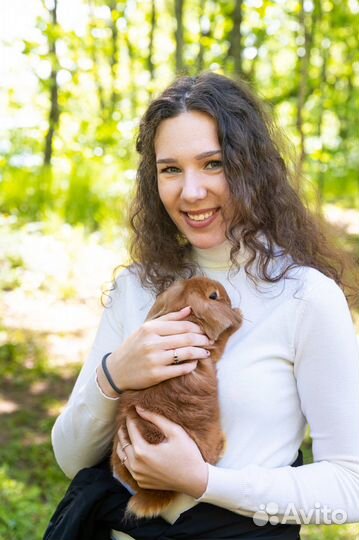 Карликовый кролик