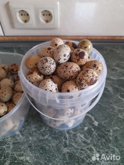 Яйца перепелиные