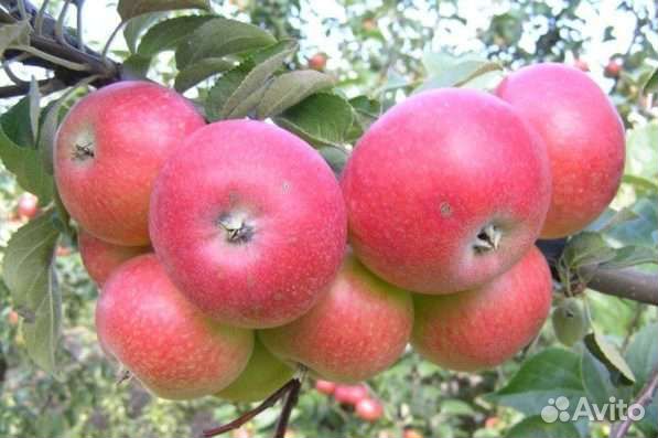 Яблони для Сибири