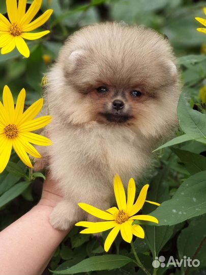 Померанский шпиц девочка