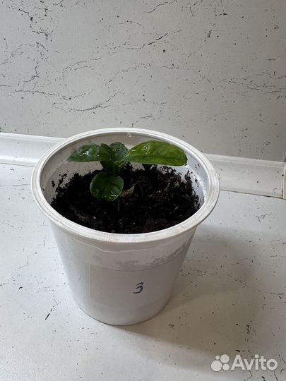 Мандариновое дерево (каламондин)