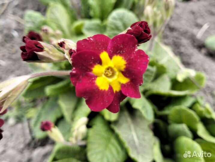 Многолетники нарциссы,примула