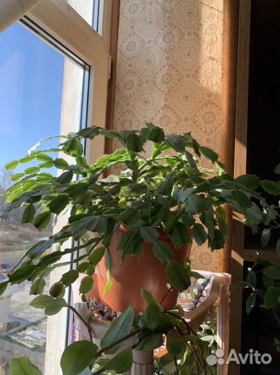 Комнатные цветы