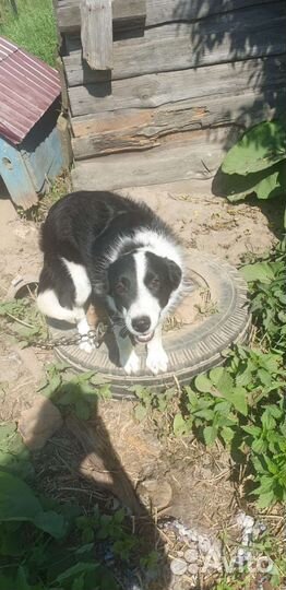 Метис бордер колли