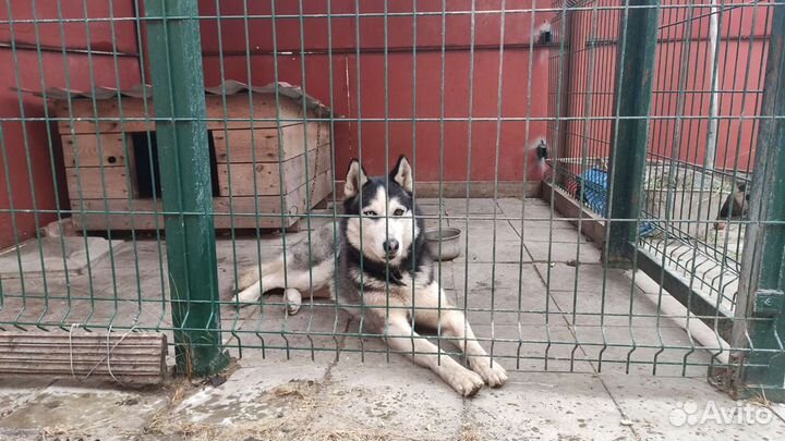 Вязка хаски