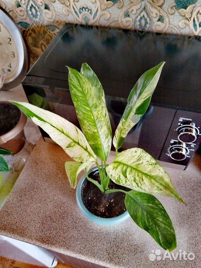 Спатифиллум Нью ван