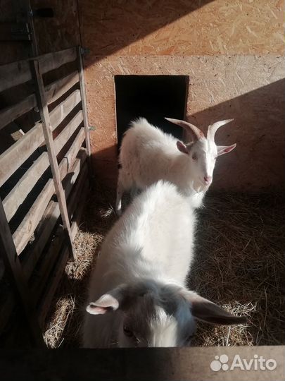 Козы,козлята,тёлки