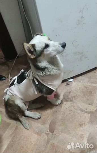Собака в добрые руки