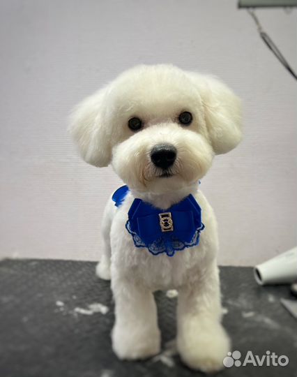 Грумер. Стрижка собак и кошек