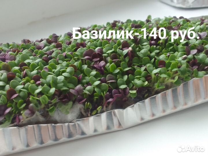 Продать микрозелень