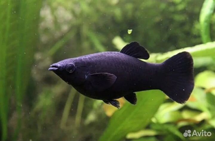 Рыбки, Месеносец, Молинезия, Данио, Гуппи