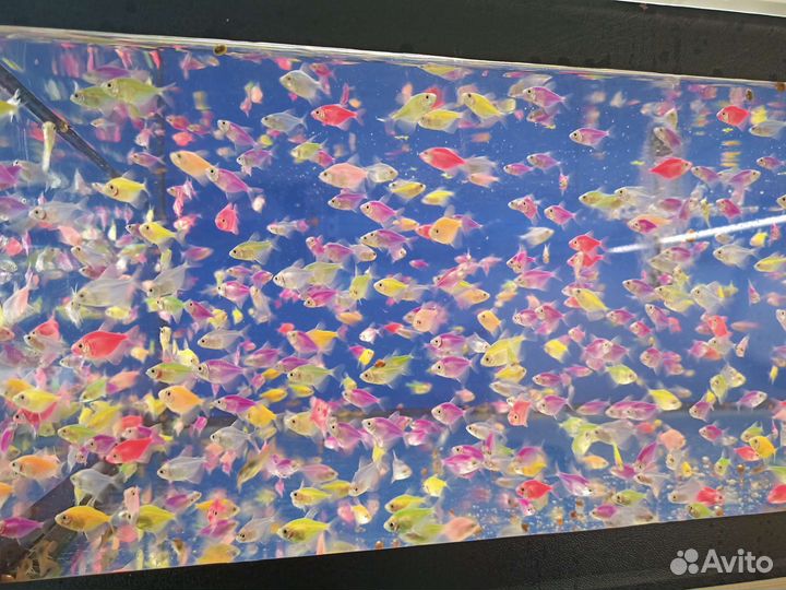 Аквариумные рыбки
