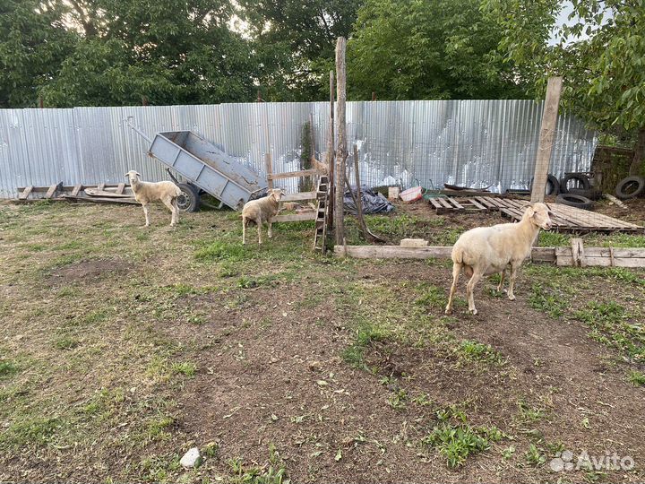Овцы матки ягненак баран