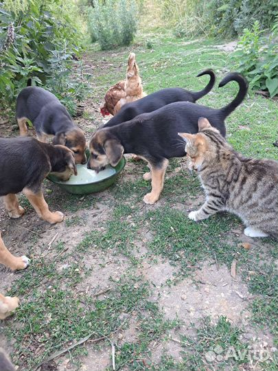 Отдам бесплатно в добрые руки