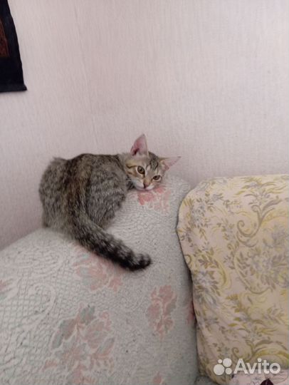 Кошечка, повреждена лапка, к горшку приучена