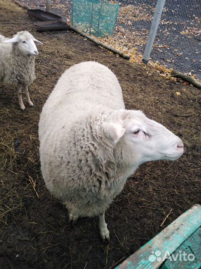 Баран тексель